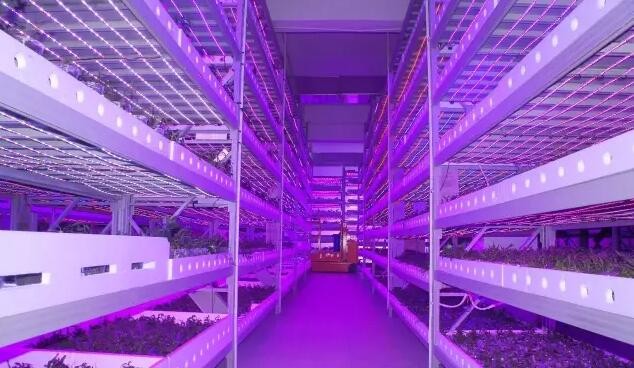 植物照明市場將進入增長期 四個關鍵點需注意