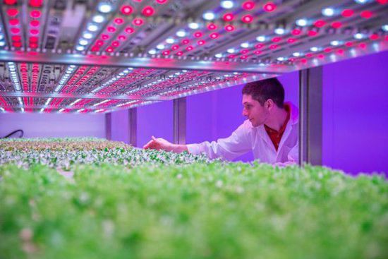 淺談我國LED農業(yè)照明應用兩大難點