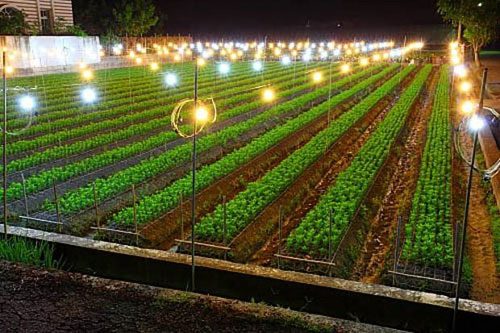 LED植物照明不同波長的作用與特點介紹
